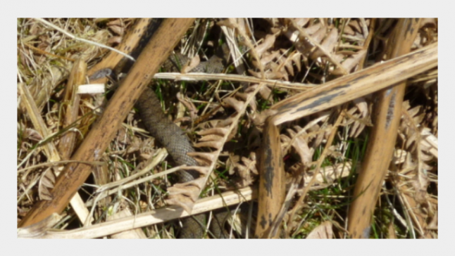 Grass snake