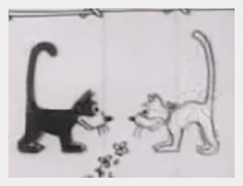 Feline follies