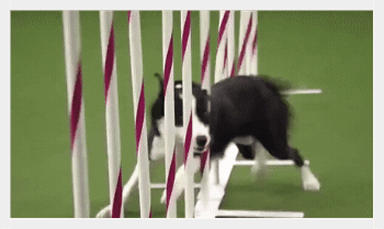 Agility dog