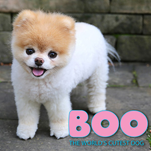 Boo-The World\'s Cutest Dog | License Global