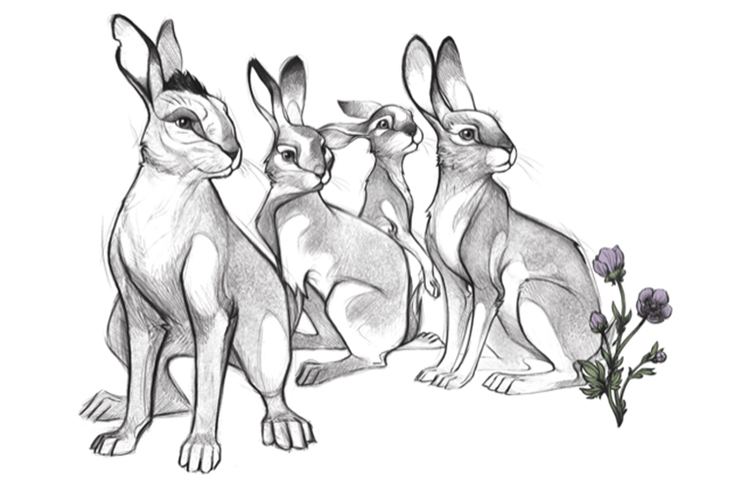 ‘Watership Down’ to Ride Licensing Wave with Spotlight Licensing ‘Watership Down’ to Ride Licensing Wave with Spotlight Licensing