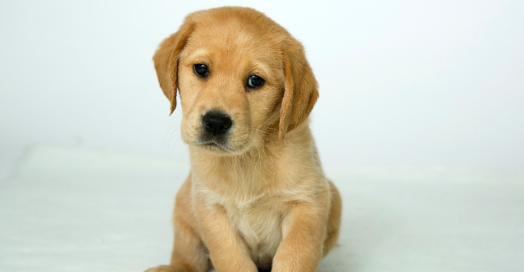 puppy.png puppy.png