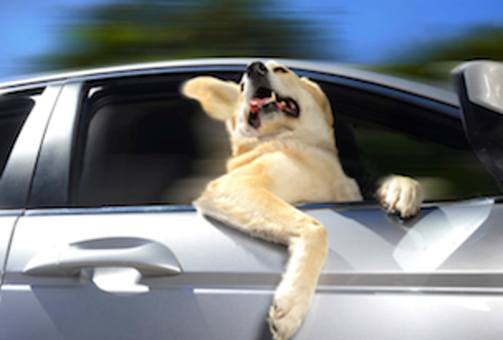 RJM Licensing to Rep Dogs in Cars RJM Licensing to Rep Dogs in Cars