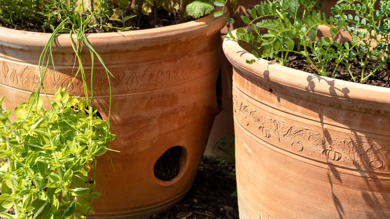 Woodlodge Crops in Pots, RHS