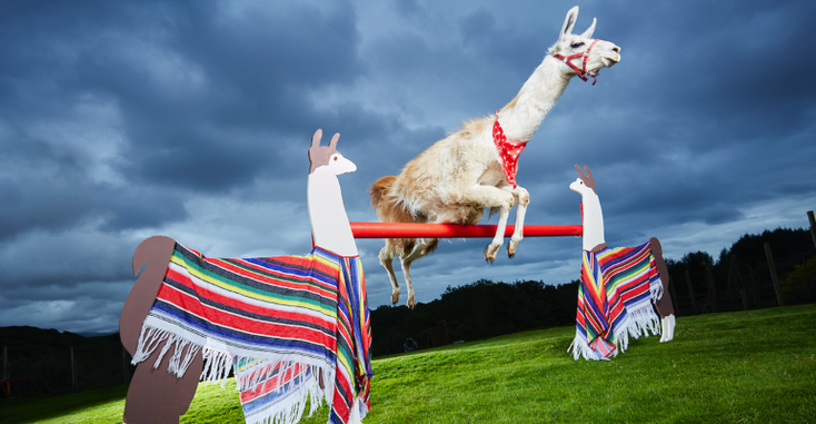 llama.png llama.png