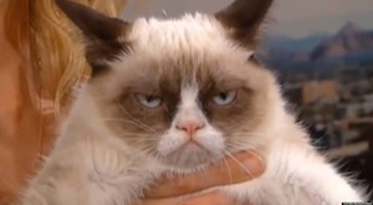 Grumpy Cat Gets a Reason to Smile Grumpy Cat Gets a Reason to Smile