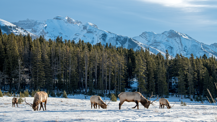 Yellowstone National Park, a featured destination for History Travel. Yellowstone National Park, a featured destination for History Travel.