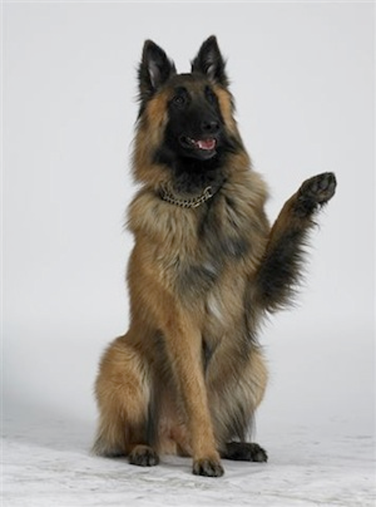 4sight Features Kennel Club at BLE 4sight Features Kennel Club at BLE