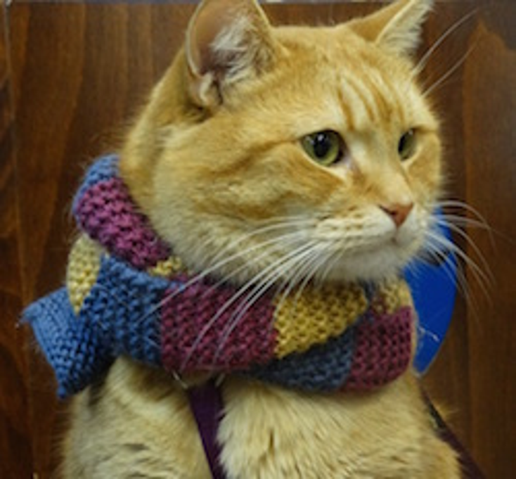 TPA to Rep A Street Cat Named Bob TPA to Rep A Street Cat Named Bob