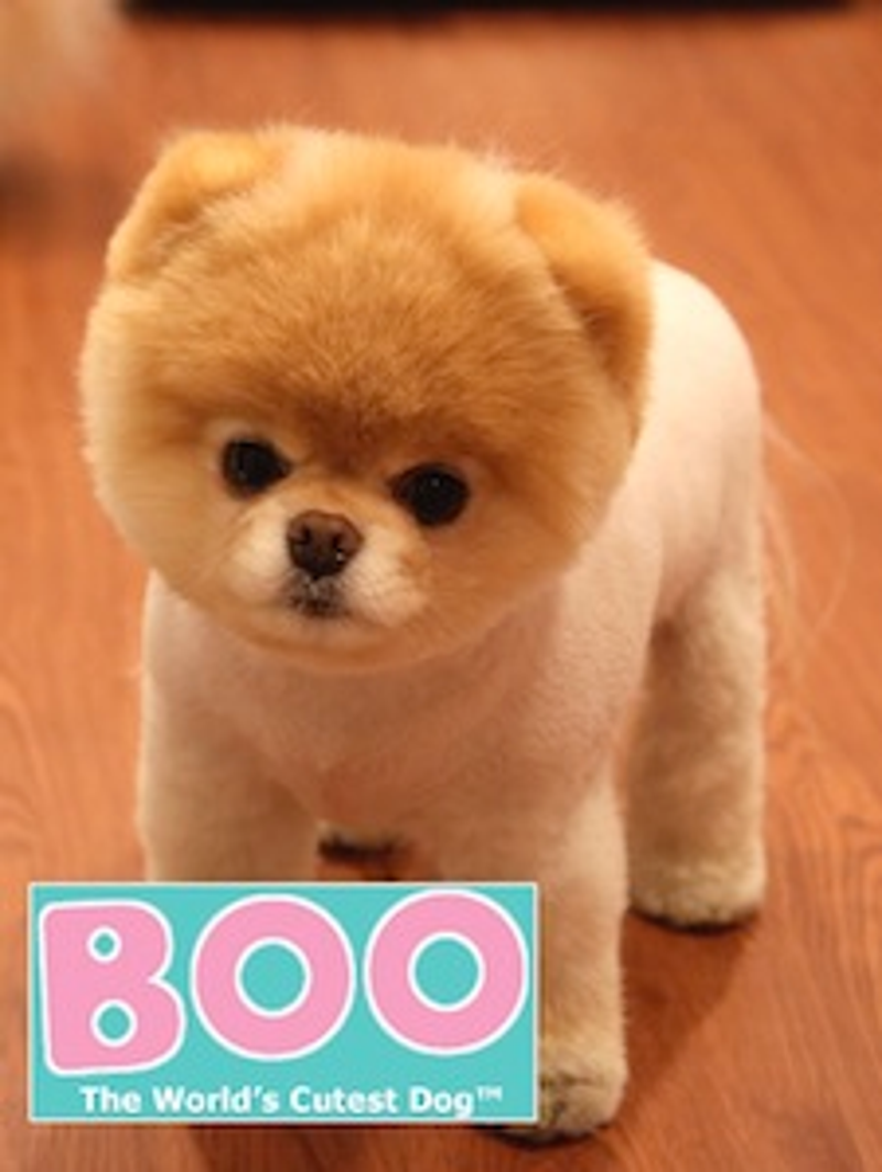 Boo_0.jpg Boo_0.jpg