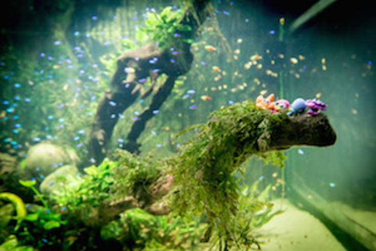 Moshi Monsters Explores Sea Life Moshi Monsters Explores Sea Life