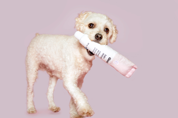 Glossier Chews on Dog Toys Collab