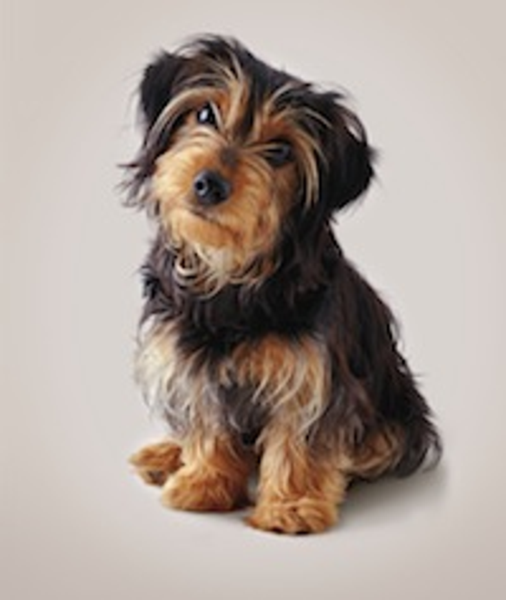 Hallmark Debuts RSPCA Cards Hallmark Debuts RSPCA Cards