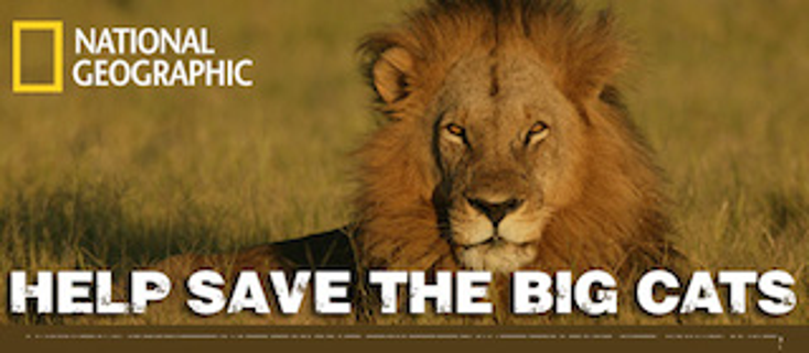 NatGeo’s Big Cats Pairs with Toms NatGeo’s Big Cats Pairs with Toms