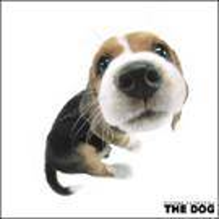 Planeta Junior Italia Expands The Dog Planeta Junior Italia Expands The Dog