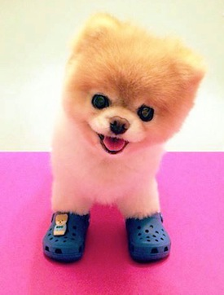 Boo Takes a Walk with Crocs