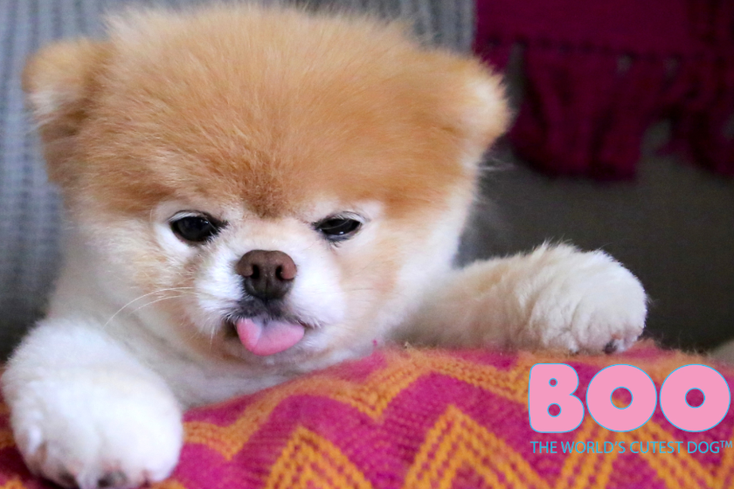 World’s Cutest Dog Bites Into Licensing Deal with Buffalo Games World’s Cutest Dog Bites Into Licensing Deal with Buffalo Games