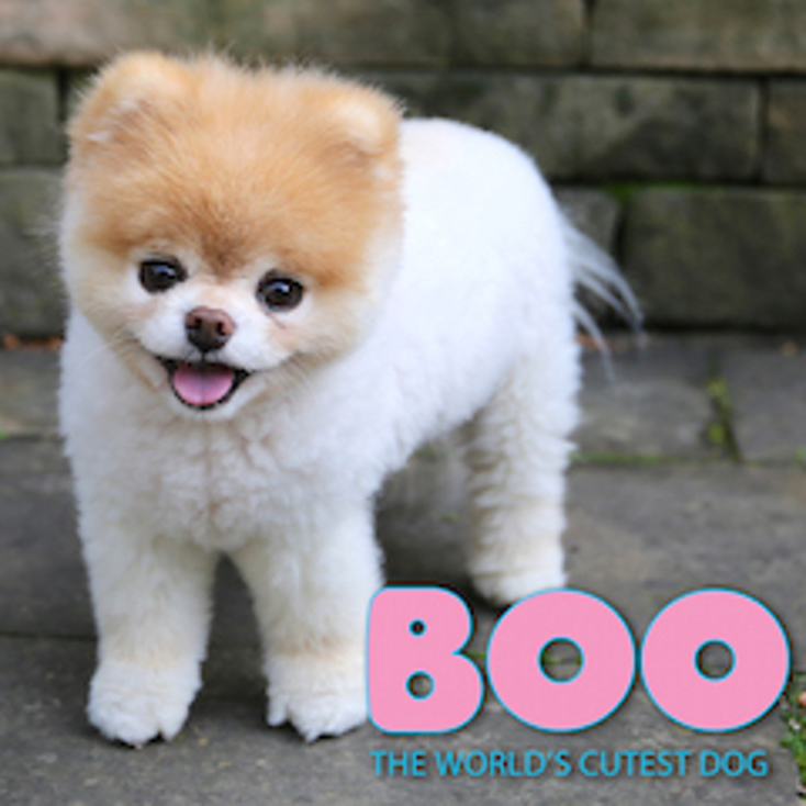 Knockout Adds to Boo Lineup Knockout Adds to Boo Lineup