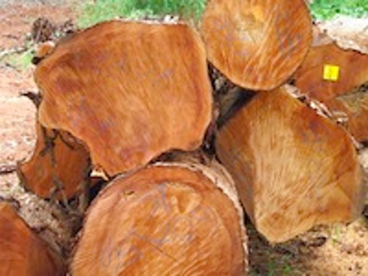 Fiji Brands Its Mahogany Fiji Brands Its Mahogany