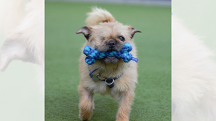 Dog from Battersea.