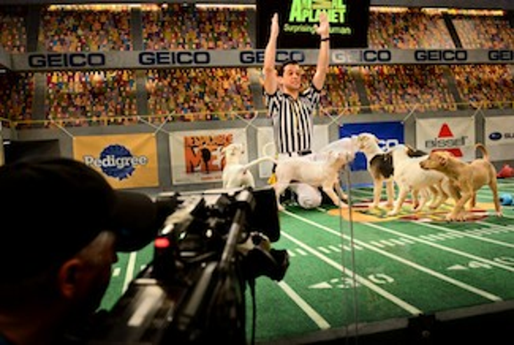 Discovery Warms Up for ‘Puppy Bowl’ Discovery Warms Up for ‘Puppy Bowl’
