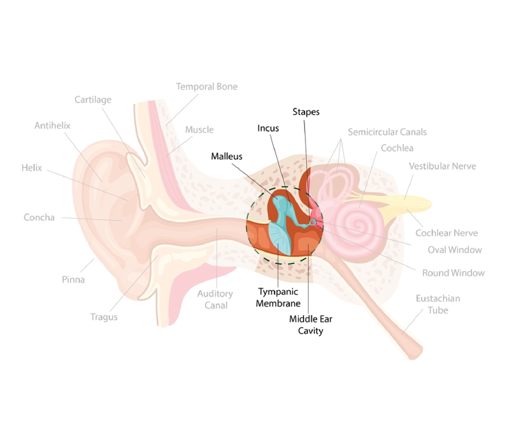 EarAnatomy_Middle Ear.jpg