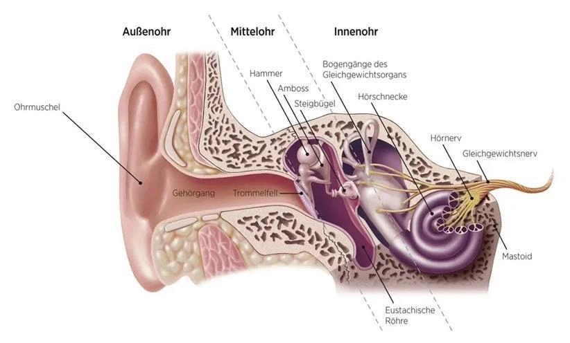 anatomie-des-ohres-900.webp