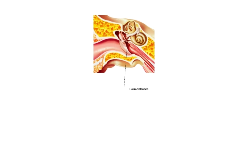 paukenhoehle.webp