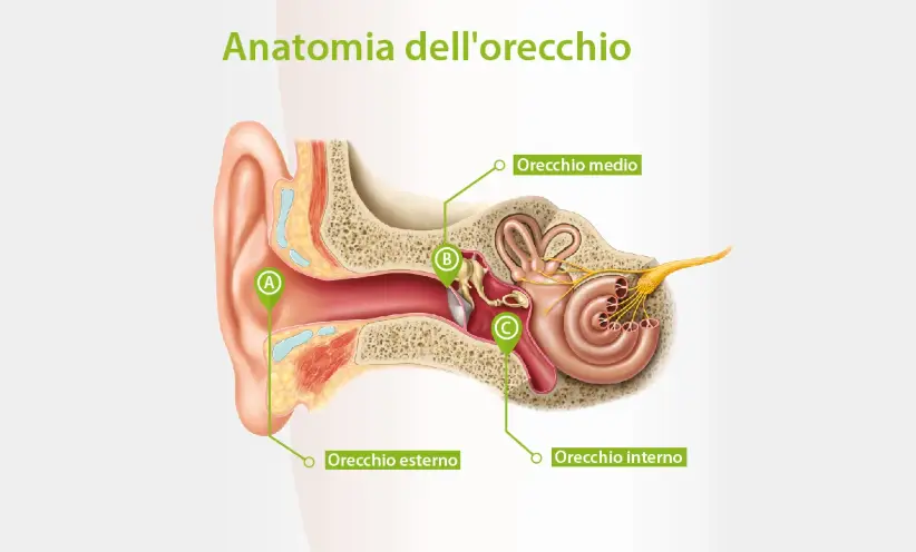 822x496_image_in_blog_post_-anatomy-of-ear-_it.webp