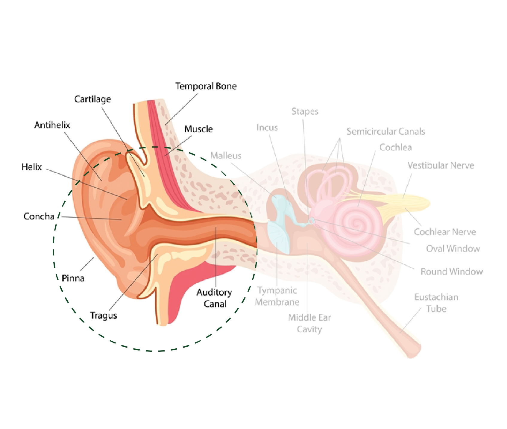 EarAnatomy_Outer Ear.jpg