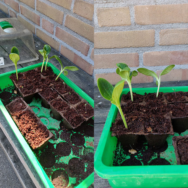 plantjes.jpg