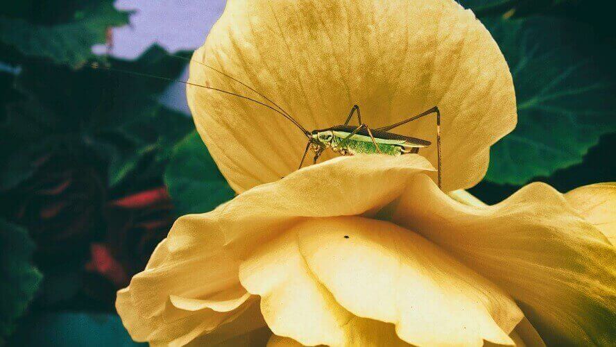 cricket-on-flower.jpg