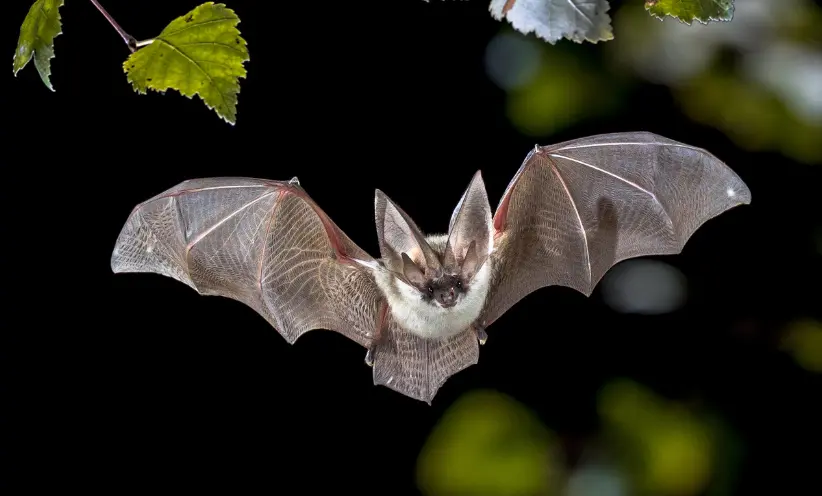 fledermaus.webp