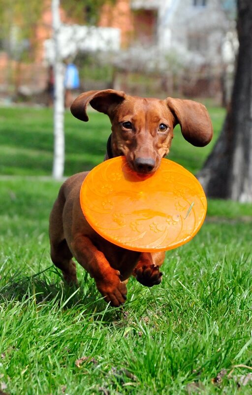 sausage-dog-mobile-banner.jpg