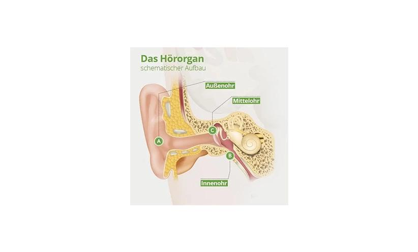 das-hoerorgan-aufbau.webp