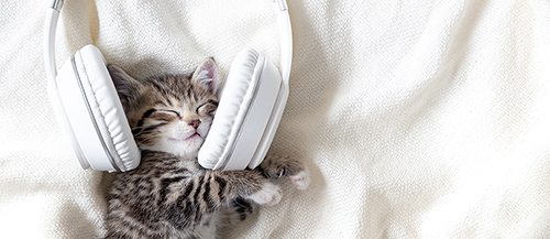 500-cute-sleeping-kitten.jpg