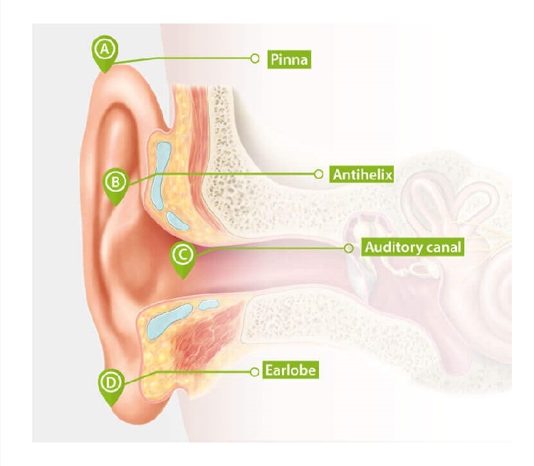 the-outer-ear.jpg