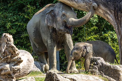 asian-elephants-500.jpg
