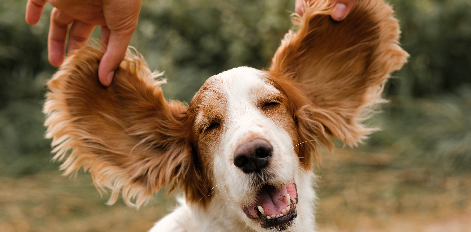 HH-how-do-different-animals-hear-DESKTOP.jpg