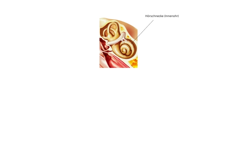 hoerschnecke.webp