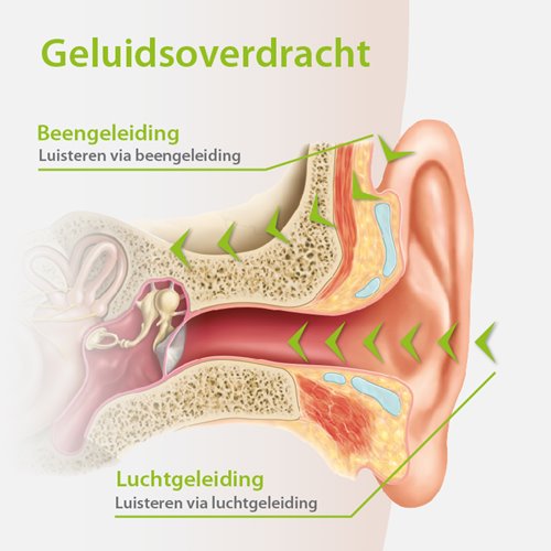 the-auditory-pathways_dutch.jpg
