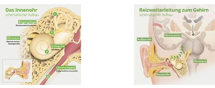 Schematischer Aufbau vom Innenohr und Reizweiterleitung