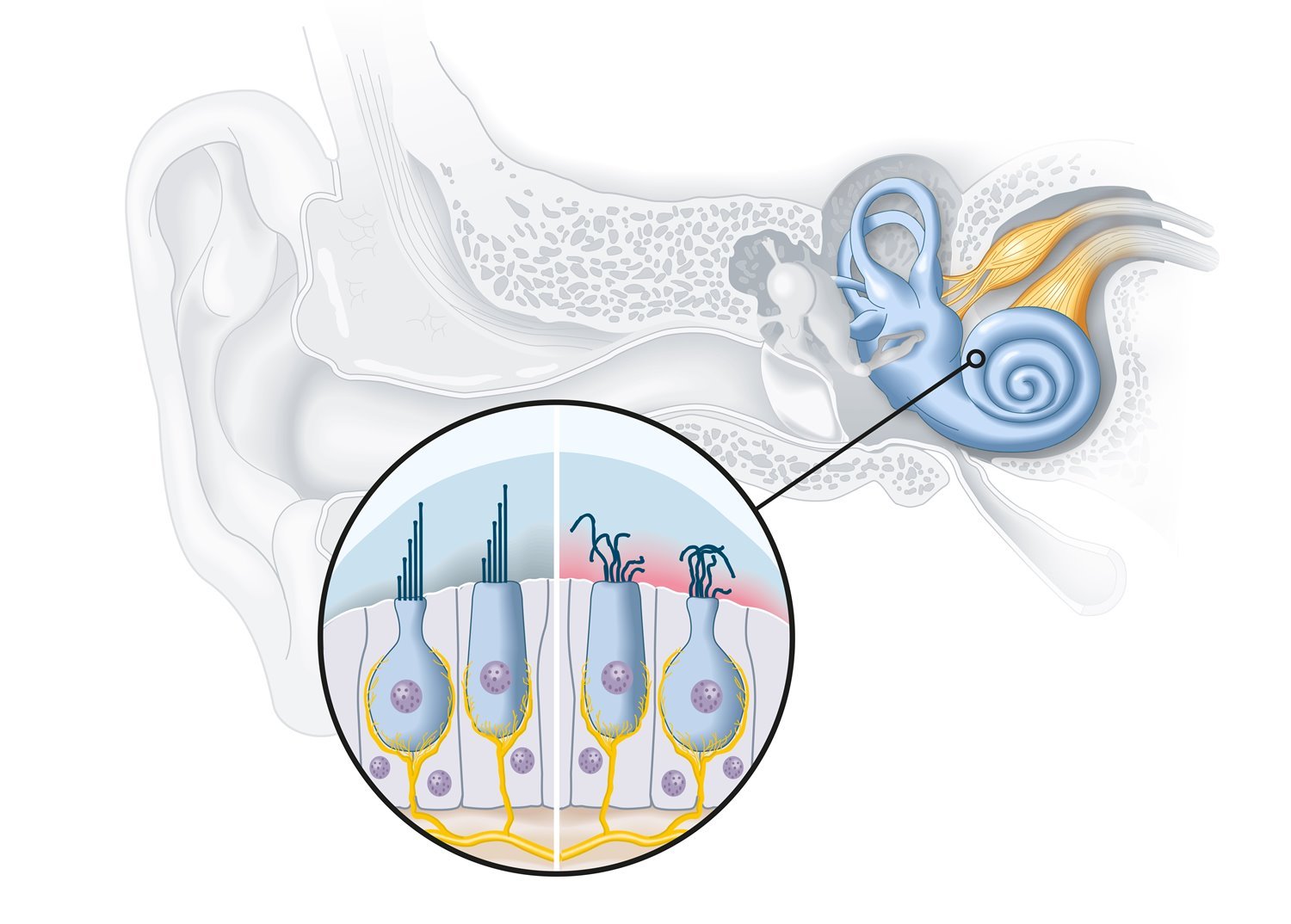 ear-diagram-anatomy.jpg