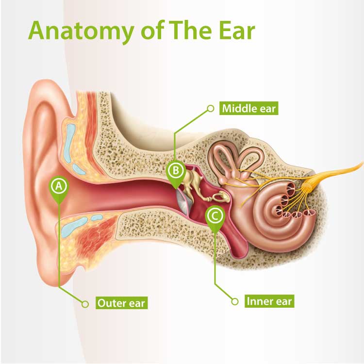 anatomy-of-the-ear.jpg