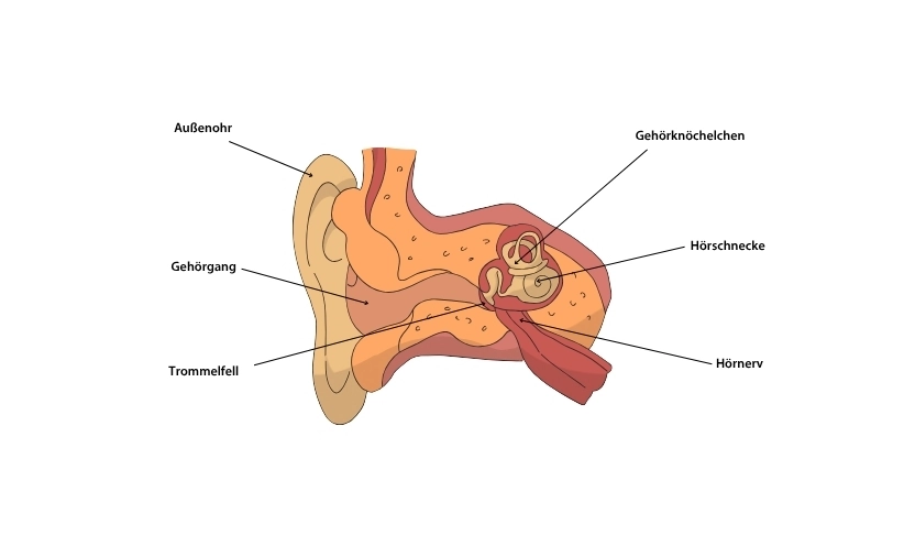 das-ohr-infografik-hansaton.webp