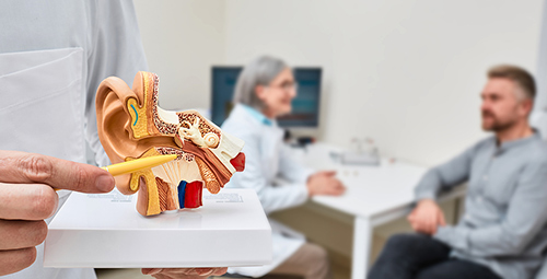 anatomical-model-of-human-ear-500.jpg