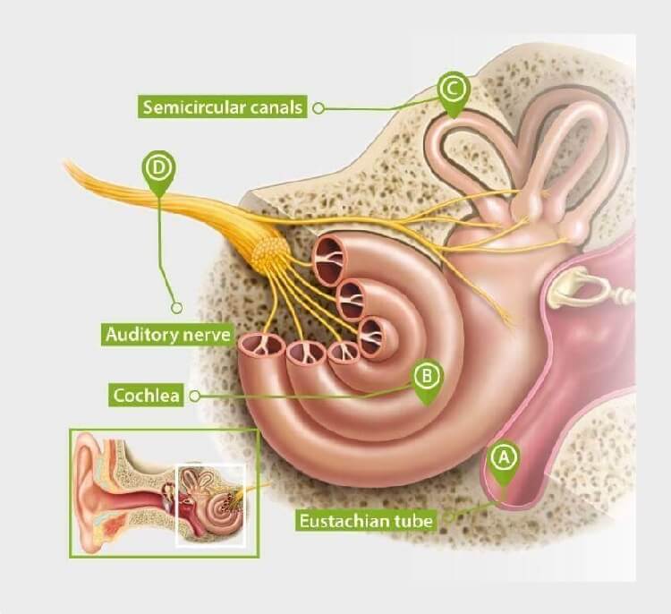 the-inner-ear.jpg