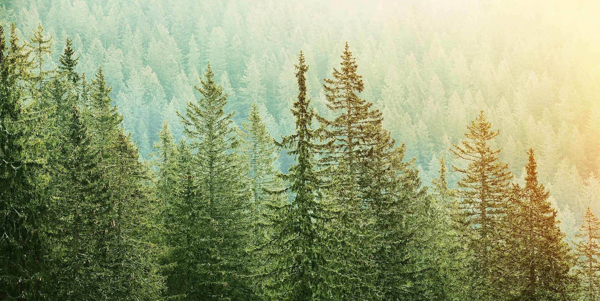 forest-desktop-banner.jpg