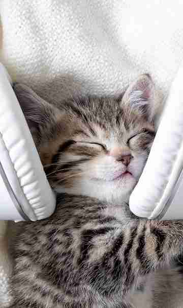 mobile banner_360x603_Cute-Sleeping-Cat-408278120.jpg