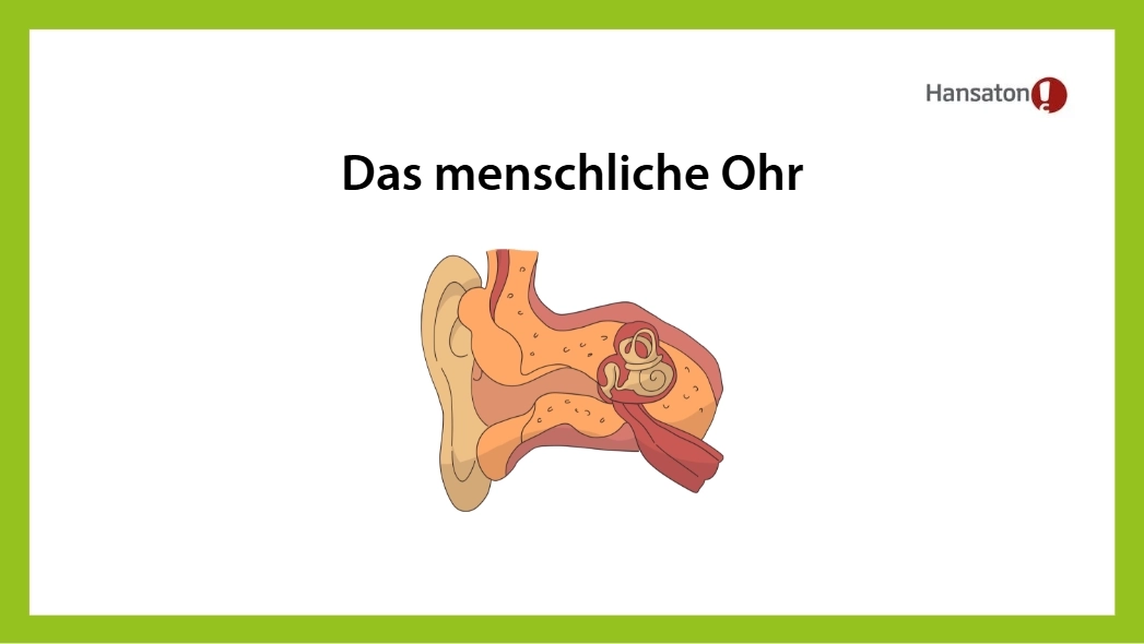 Illustration des menschlichen Ohres
